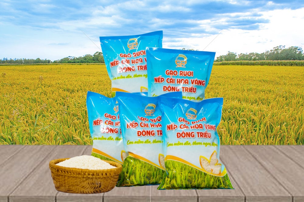 Gạo nếp cái hoa vàng